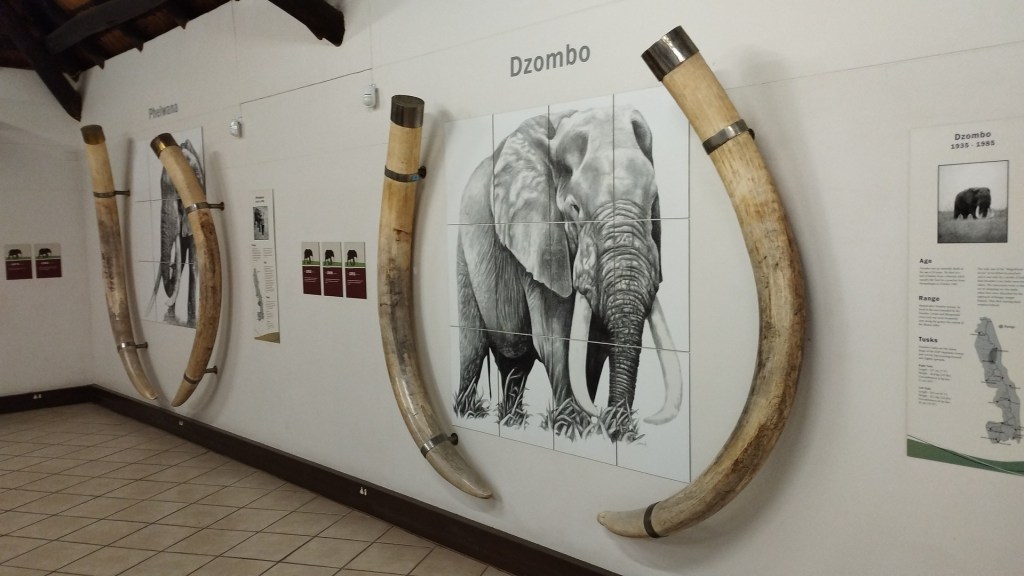 La imagen tiene un atributo ALT vacío; su nombre de archivo es 2023-05-13-kruger-park-last-day_8.jpg